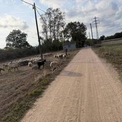 Eine Radtour und eine Schaf- und Ziegenherde