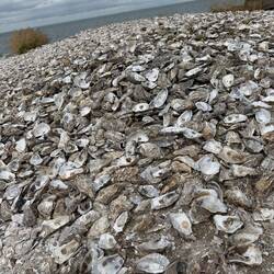 Oyster shells returned to the environment.