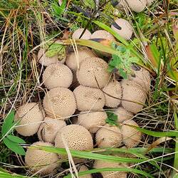 Ein ganzes Kugelfisch-Nest gefunden