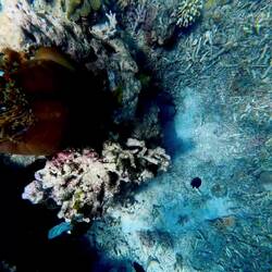 Nemo & Family
