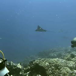 ein Eagle Ray
