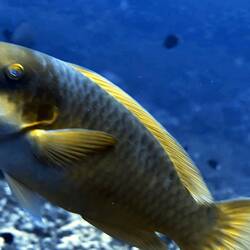 Papageienfisch