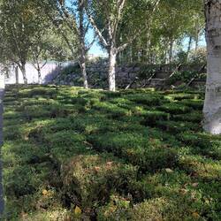 Manicured hedges forming a lattice pattern