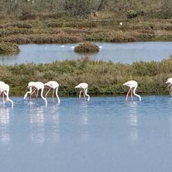 Rosafarbene Flamingos 🦩