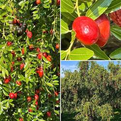 Rote Jujube-Datteln
