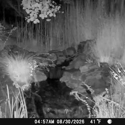 Coyote: "WTF"