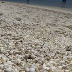 Shell Beach