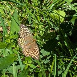 Silver washed fritillary