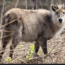 Japanes Serow