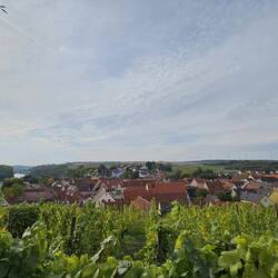 Wenigstens entschädigt die Aussicht über Wipfeld und das Maintal von hier oben ein bißchen.