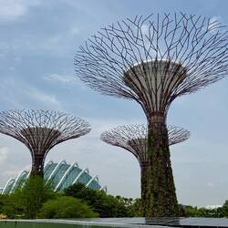 die Supertrees in den Gardens by the Bay