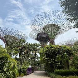 die Supertrees in den Gardens by the Bay