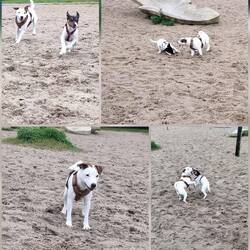 Kleinen Hundestrand gibt es auch