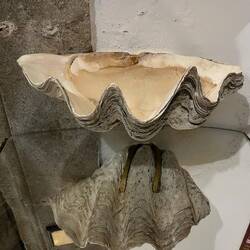 Huge scallop shell, given by a Spanish admiral after returning from the Spanish Pacific fleet