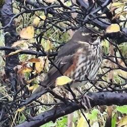 Rotdrossel (Turdus iliaculi)