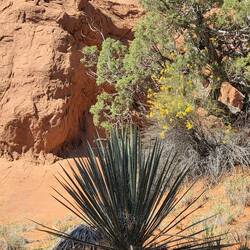 Yucca