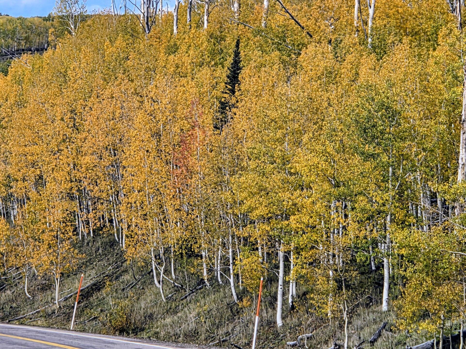 Aspen auf knapp 3.000m