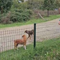 die wilden Hunde freuen sich über ein paar Reste