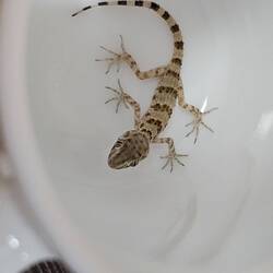 ein kleier Hausgekko hat sich in eine Teetasse verwirrt