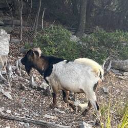 Tiere der Insel