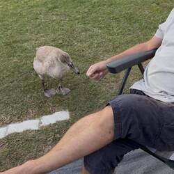 Ein Annährungsversuch ☺️ 🦢