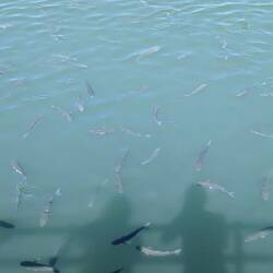 Stattdessen jede Menge Fische und 2 Pelikane
