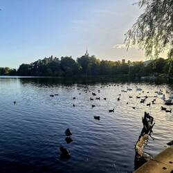 Die Enten und Gänse waren auch schon wach.