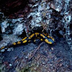 Einer der 19 Feuersalamander, die wir gesehen haben😍