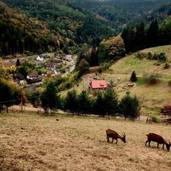 Blick auf Schönmünzach