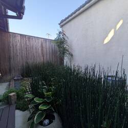 Backyard Kyoto