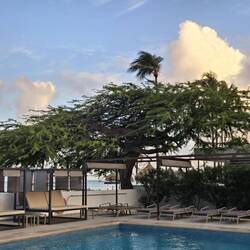 Fofoti tree, unique to Palm Beach, Aruba