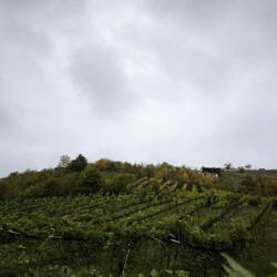 Weinberge