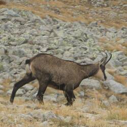 Chamois