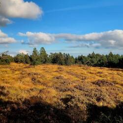 Grindenlandschaft