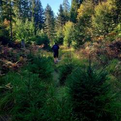 Nationalpark Schwarzwald