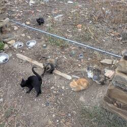 Kitties!