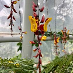 Impressionen aus dem Orchideen-Park