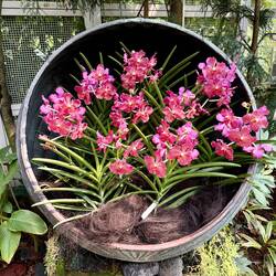 Impressionen aus dem Orchideen-Park