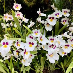 Impressionen aus dem Orchideen-Park