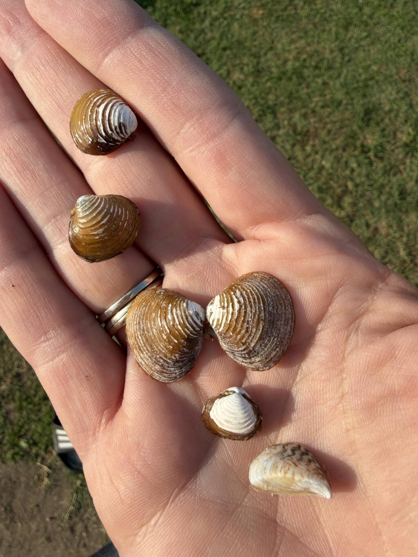 Meine Muscheln, gefunden am Lago di Melano☺️