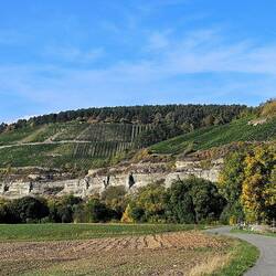 Weinbau an den Steilhängen bei Stetten, 80 bis 130 m über dem Main, mit 50-80% Hangneigung