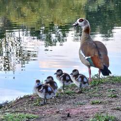 Wieso haben Nilgänse im Oktober noch Küken?