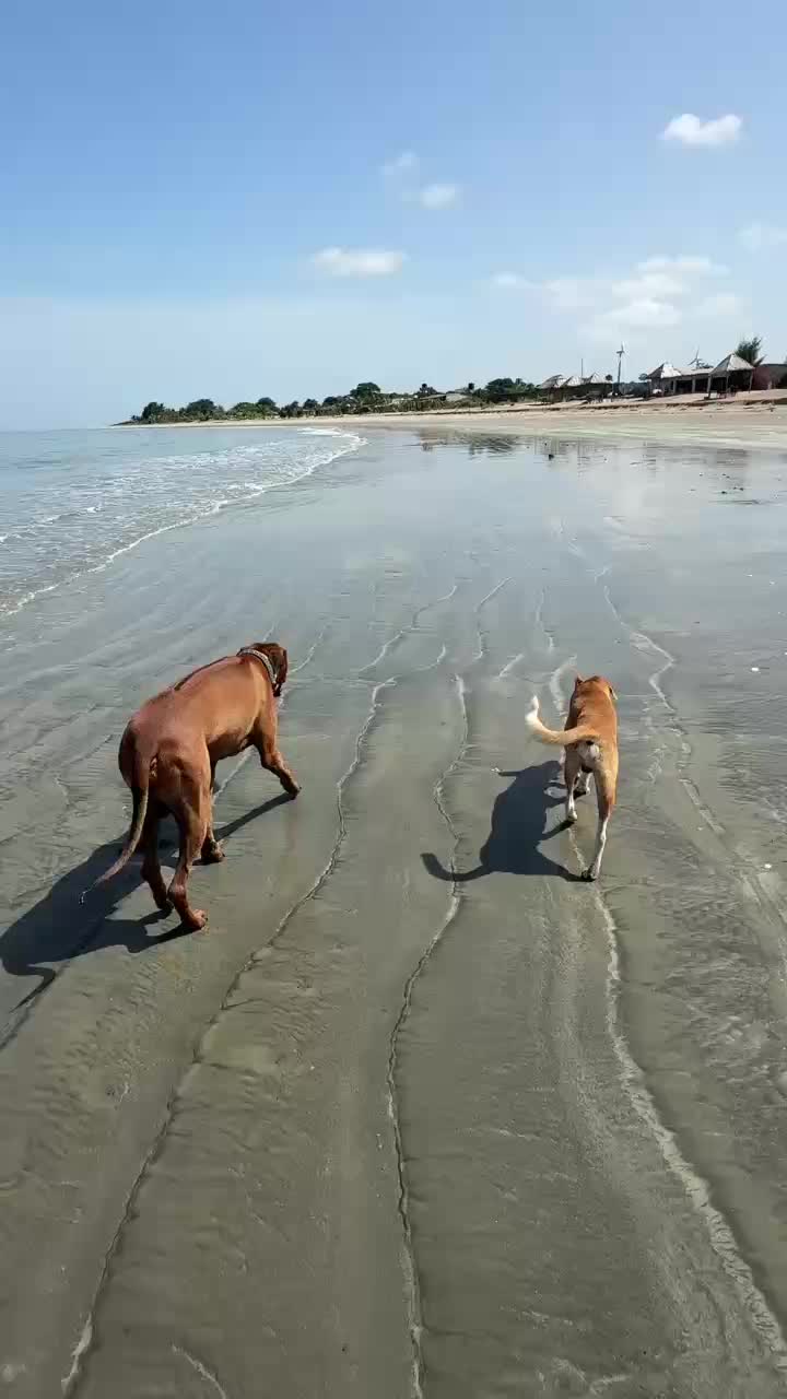 Letzter Strandspaziergang 🐚