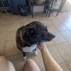 NEW BEST FRIEND