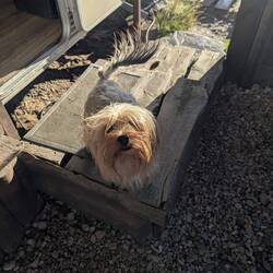 PUP 🤩