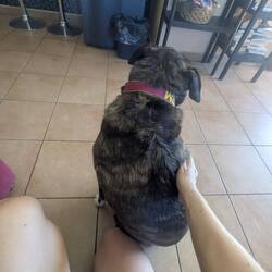 He lumps