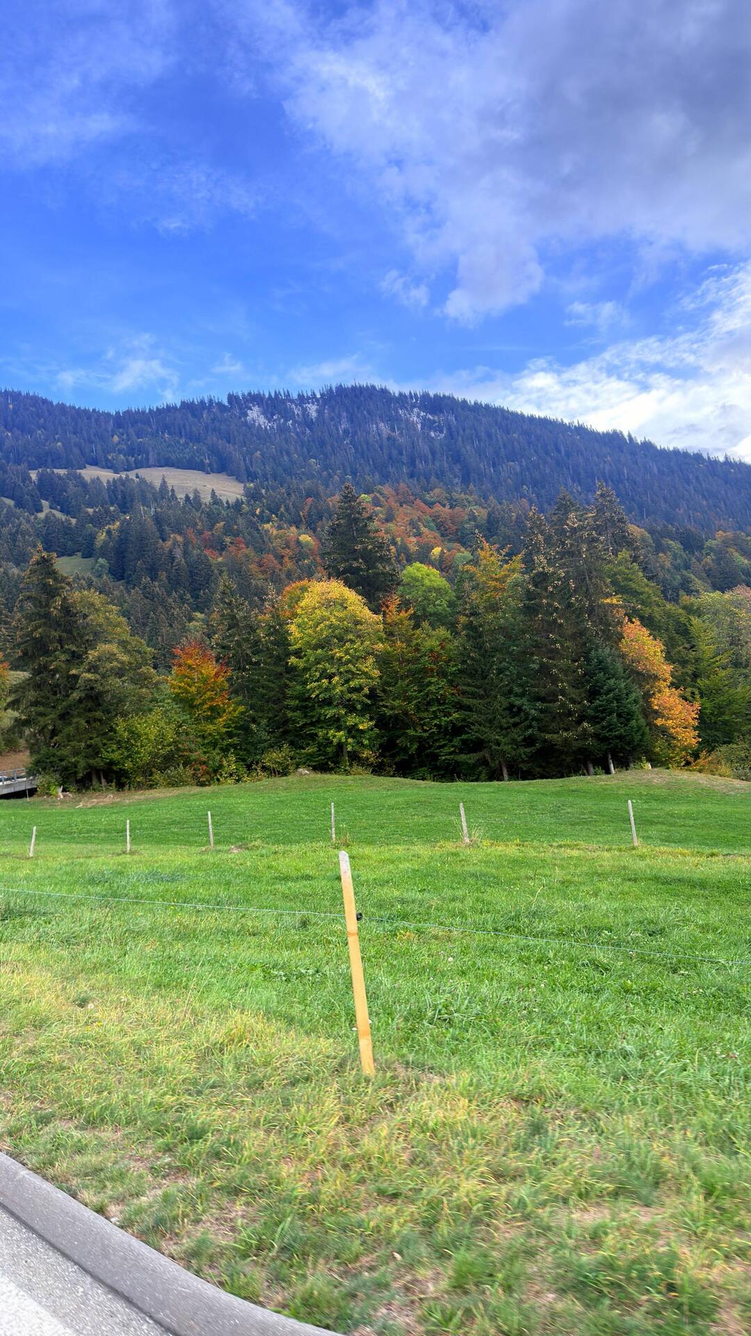 Simmental