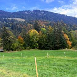 Simmental