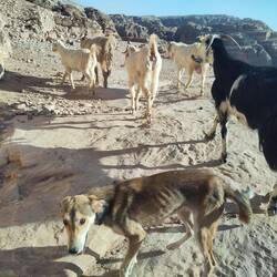 We strolled around the hills a bit with this company of goats and a shepherd dog...