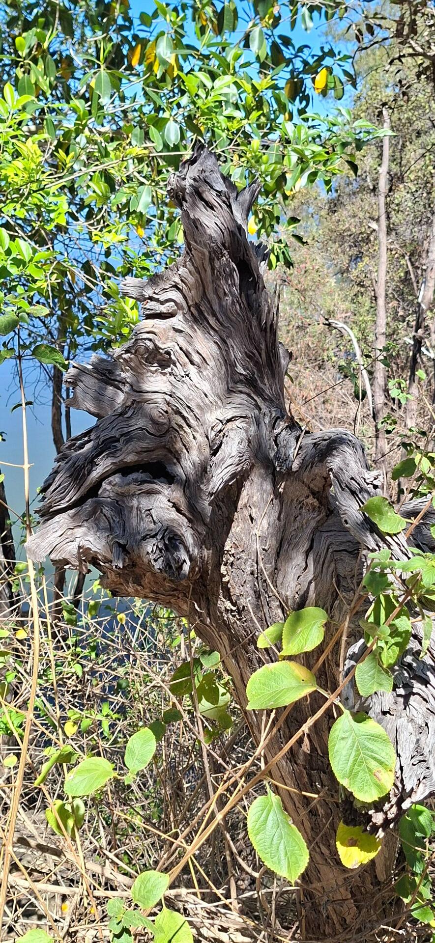 Can you see the eye and mouth. I tried to draw this. It was hard.